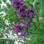 dark lilac