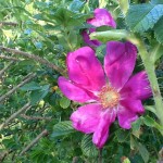 red rosa rugosa