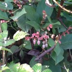 salal flowers
