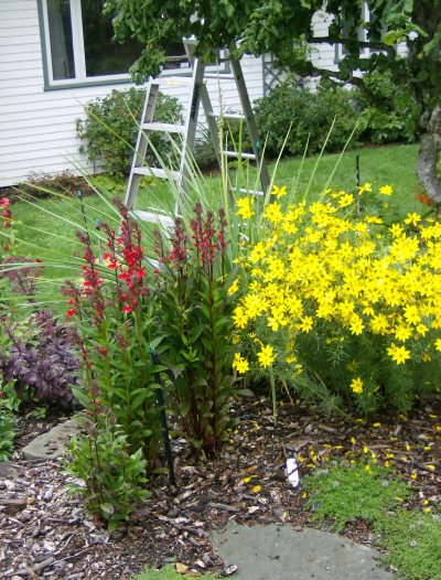 penstemon and others