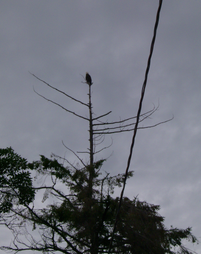 bald eagle