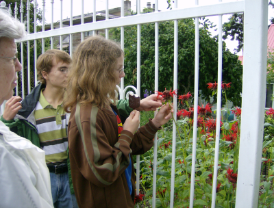 monarda and white fence