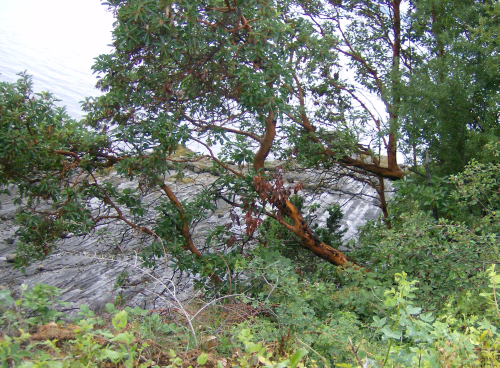 the beach from the trees