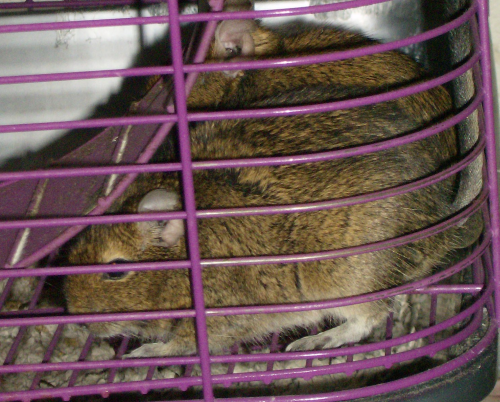 two degus hiding under the exercise wheel