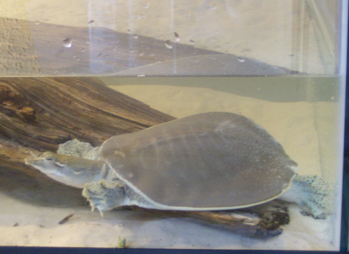 turtle resting at the front of the aquarium