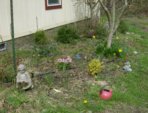 the front garden showcases the pink hyacinths and daffodils