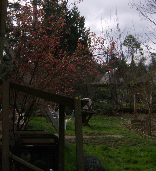 the red flowering currant peeks from behind the generator's cover.