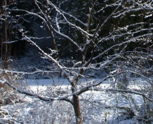 the chestnut with orange, peeling bark and a bit of snow on the strong lower branches