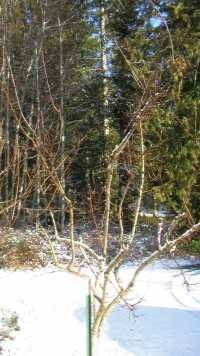 the medlar with some snow on the larger branches