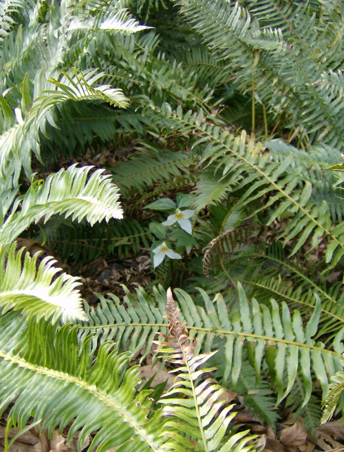 two trillium peeking out from behind deer ferns