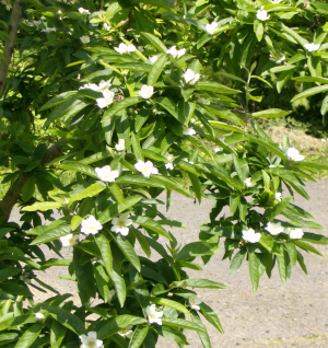 the medlar in may