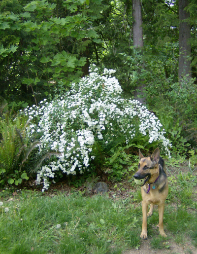 bridal veil spirea