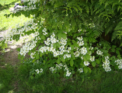 another viburnum