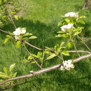 The pear blossoms on the stidkid\'s tree...