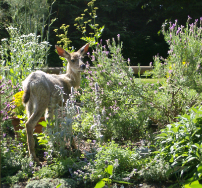 and the resident garden helper?