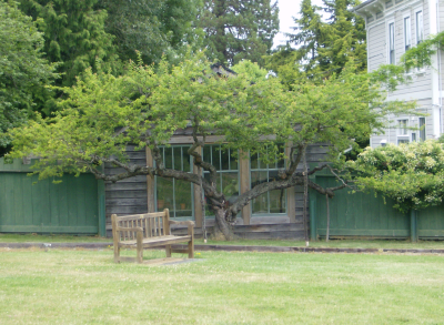 A pretty tree espalier at the governor\'s house