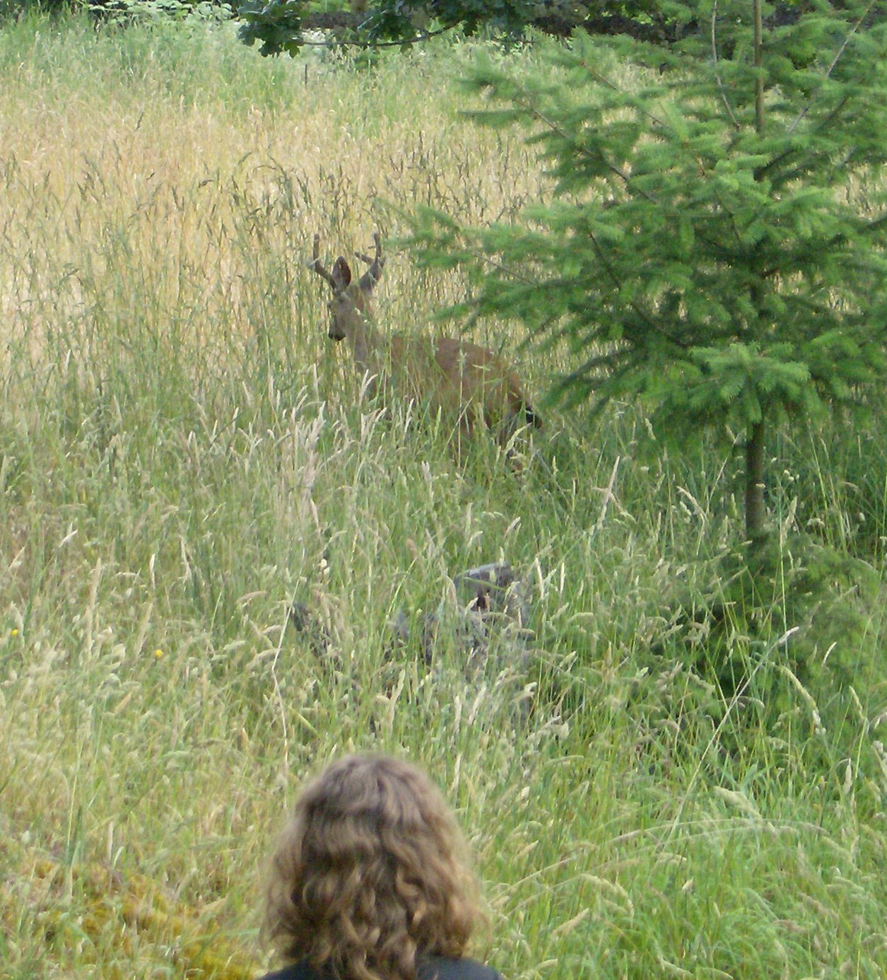 a three point buck in jills back yard with stidkid not 20 ft away