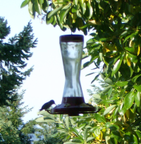 A hummingbird in Jills garden