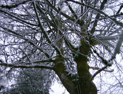 a favorite climbing tree, bigleaf maple