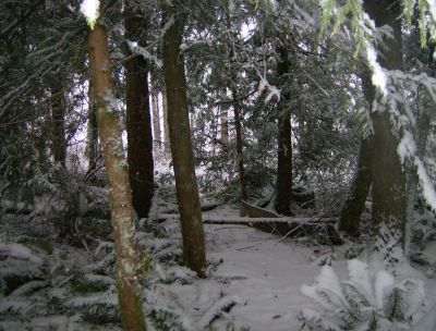 the wooded area at the back of the yard