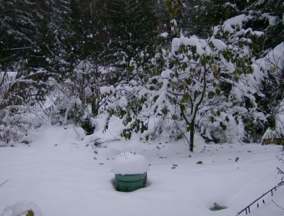 buildup on a planter and on the quince tree