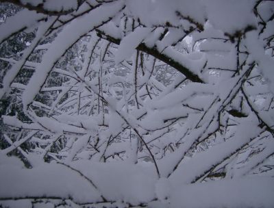 the plum tree branches holding up the snow