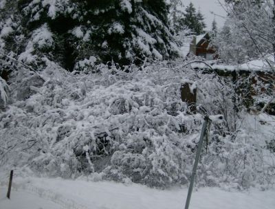 wet snow weights down smaller limbs and trunks...