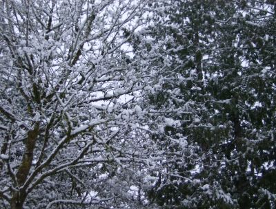 bright maple branches, quiet fir limbs