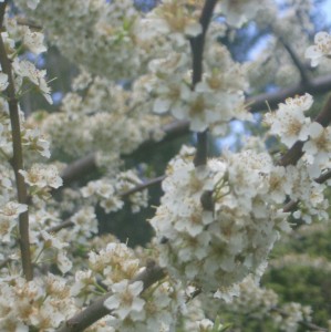 plumblossoms1