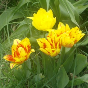 tulips