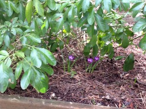 Spring Crocuses under a shrub