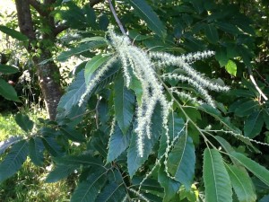 Chestnut blooms
