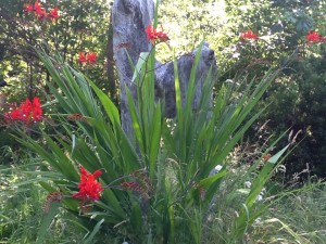 better view of crocosmia