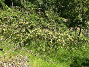 Fully loaded "Komet of Kubansk" plum on left, European pear (3-in-1) on right