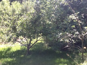 apple tree (4-in-one) on left, two Asian pears on right