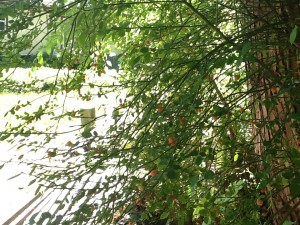 red huckleberries, growing in the shade of the cedars