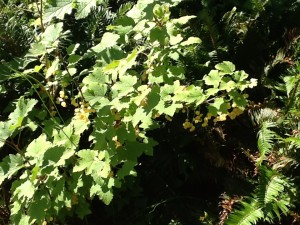 white currants