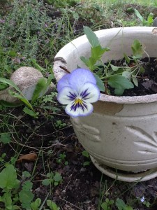blue and white pansy in chipped white pot