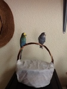 Left is Apollo, right is Calliope, Grant's budgies.