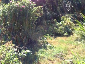 showing the internal structure of the rose and a pile of branches almost as big as the remaining plant