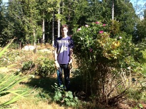 grant next to the rugosa when it was fully clipped - he is 6 feet tall, it is barely taller than him