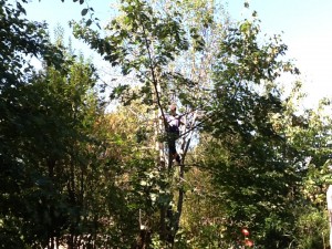 grant in the tree, about 25 feet up, balancing on a branch to cut a section down