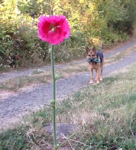 the hollyhock is about 2 feet tall, the bloom about 4 inches across; lucky in the background