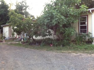 the brown turkey fig taller than the house, and the garden looking mature