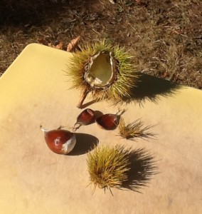 open chestnut hull showing developed nut