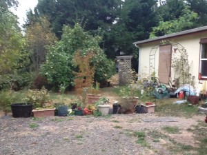 plants in pots, the ornamental maple turning red and the quince tree beginning to ripen fruit