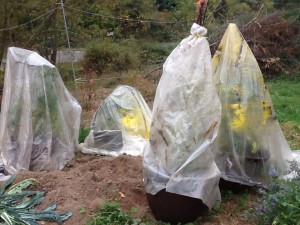 four plastic tents from used paint tarps