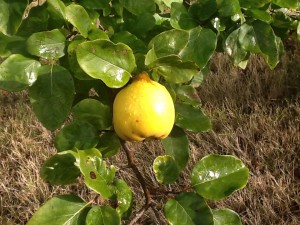 Rain-kissed "aromatnaya" quince