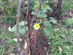 Hubbard Squash blossom