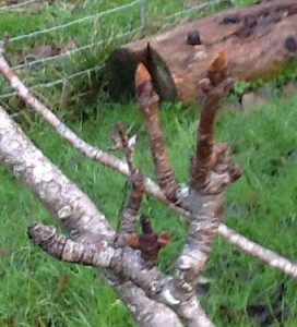 Pear spurs with large buds at ends